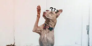 Quando gli Inglesi Dicono "Whom"