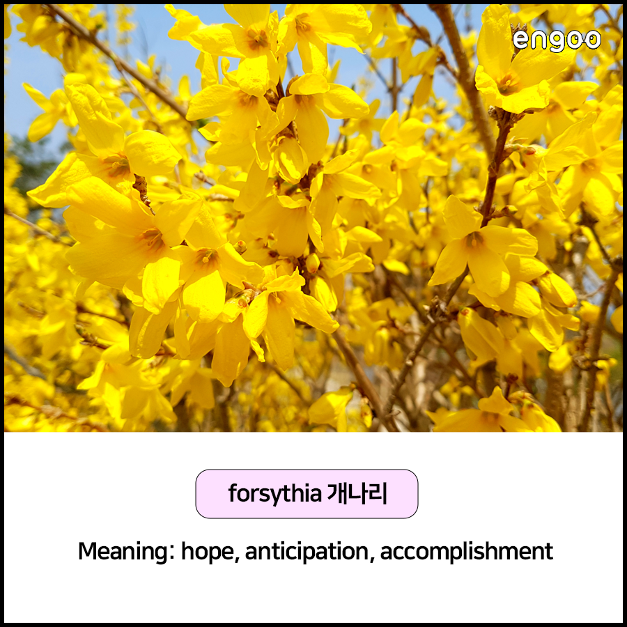 꽃 선물, 꽃말 영어로 알아보고 선물하자! | Engoo 블로그