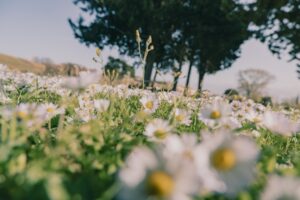 【主題單字】從花苞到花開 5個不能不知道的單字片語 【主題單字】從花苞到花開 5個不能不知道的單字片語