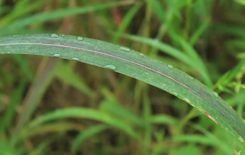 few rain drops on the grass leaf