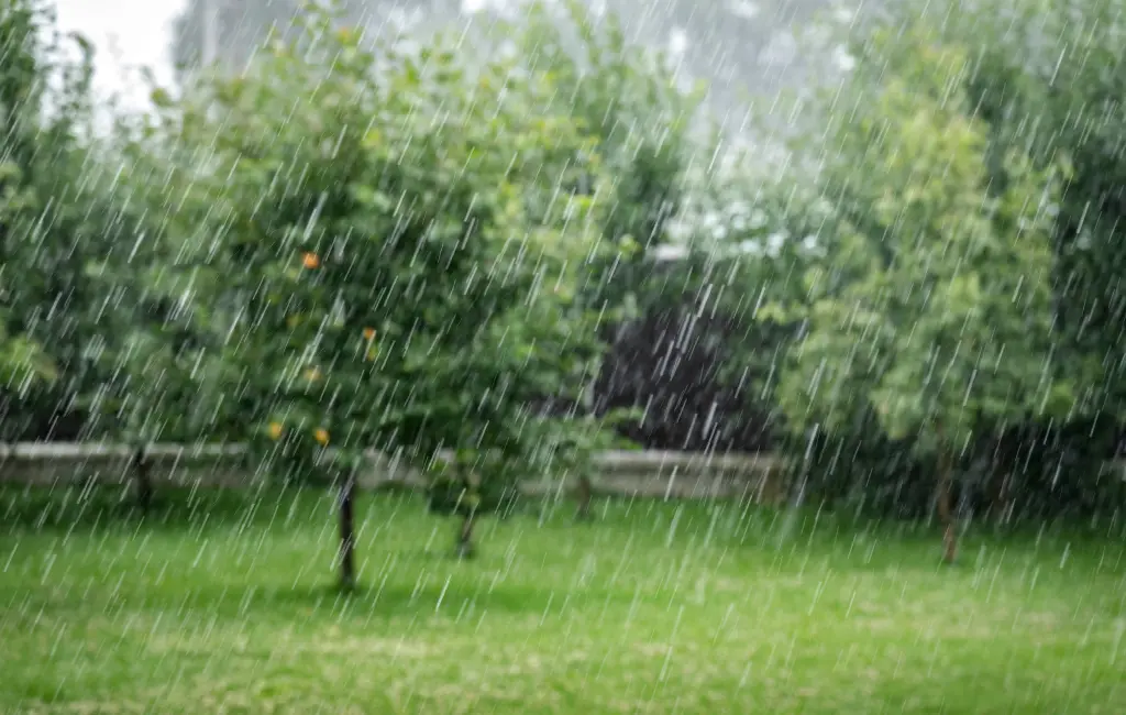 moderate raining in the garden