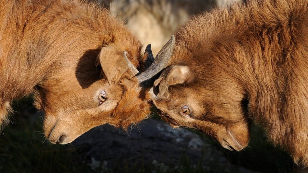 Two brown goats touching their heads together in competition