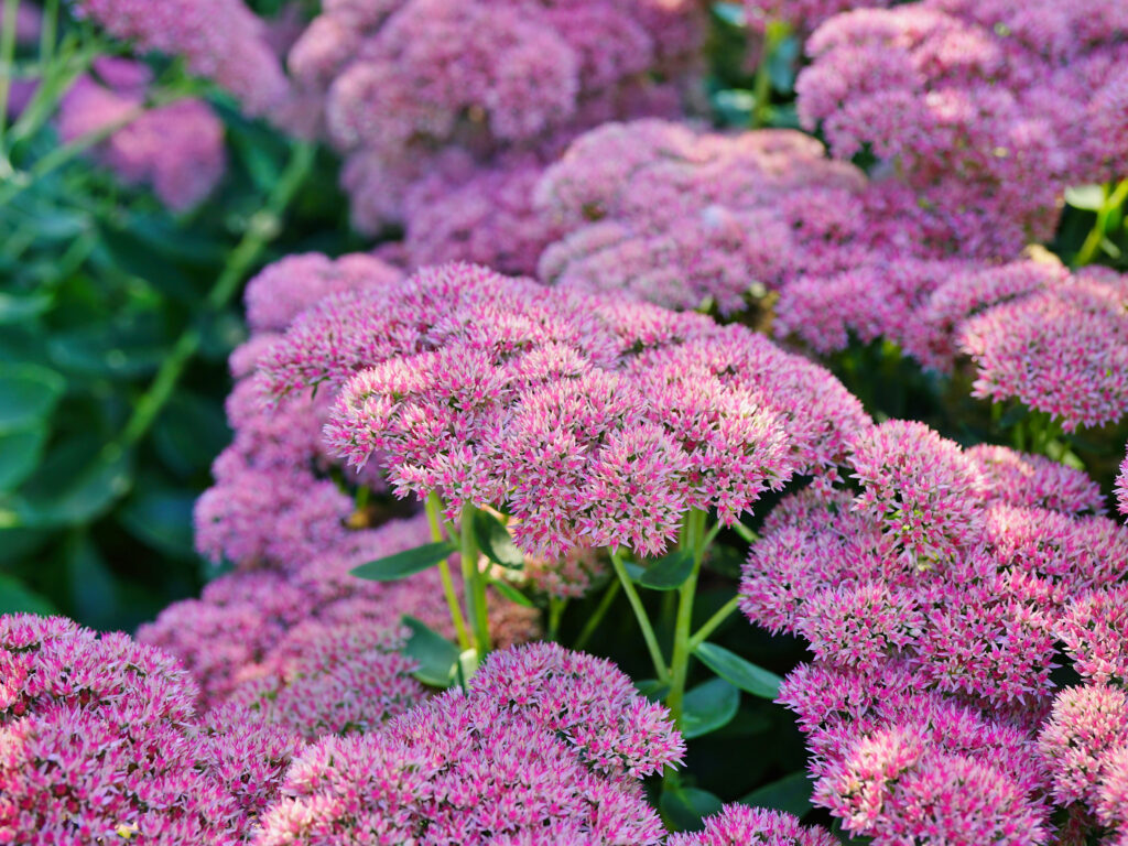 Autumn joy flowers in full bloom