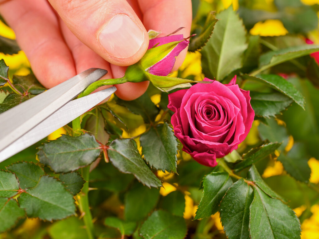 a rosebud being cut