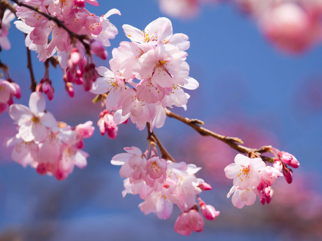 cherry blossoms close up