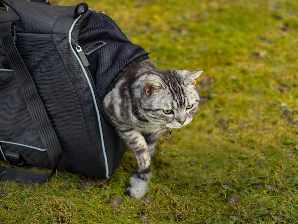 Gatos falando em português e inglês tente não rir! . . . . #gatosengr