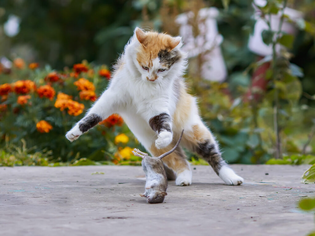 Gatos falando em português e inglês tente não rir! . . . . #gatosengr