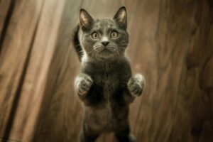 10 Useful Cat Idioms in English [Updated]