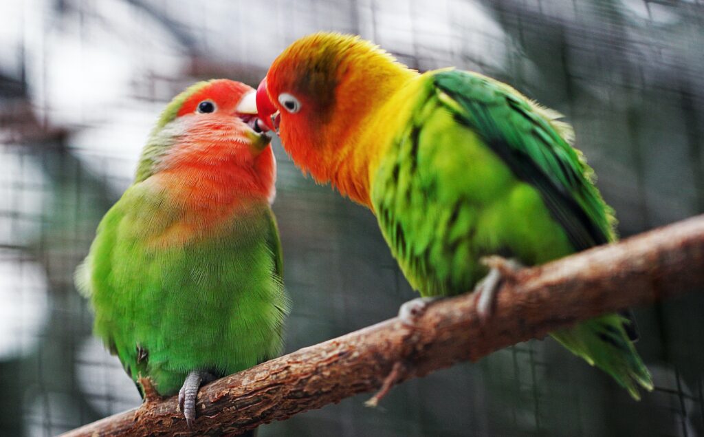 Two colorful birds kissing each other