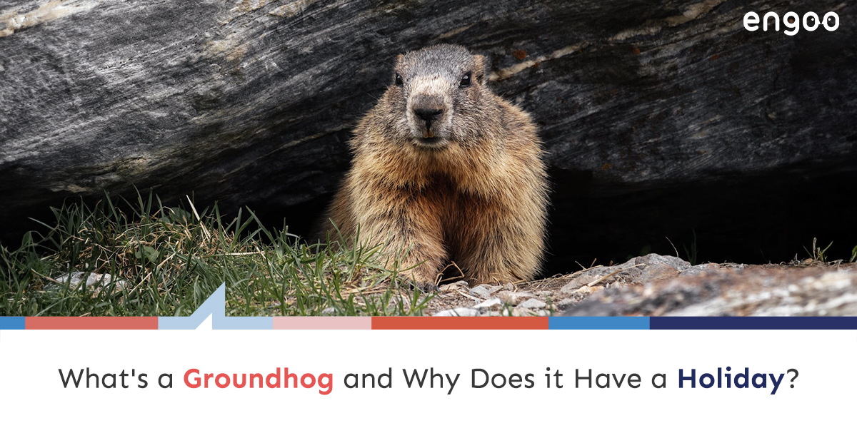 What is a Groundhog and Why Does it Have a Holiday? | Engoo Blog