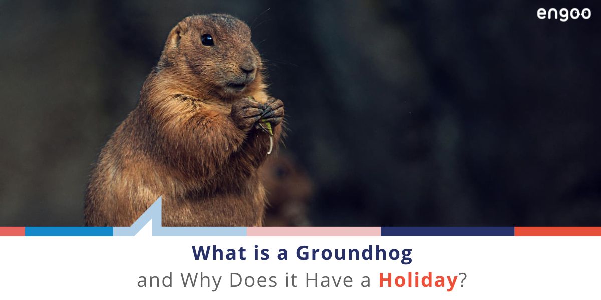 What is a Groundhog and Why Does it Have a Holiday? [Updated] | Engoo Blog
