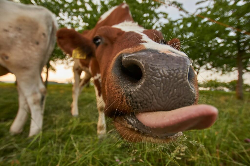 A cow sticking out its tongue