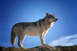 14 Animal Names You Can Use to Describe People [Updated]