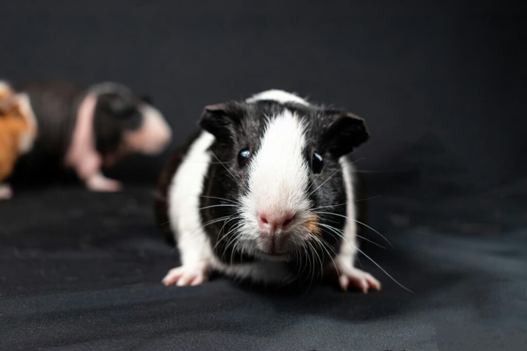 A black and white guinea pig standing on black cloth