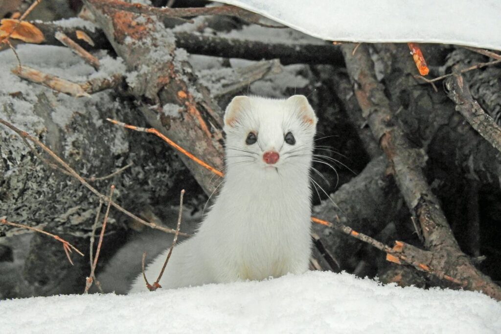 A white weasel standing in the snow in front of frozen tree branches