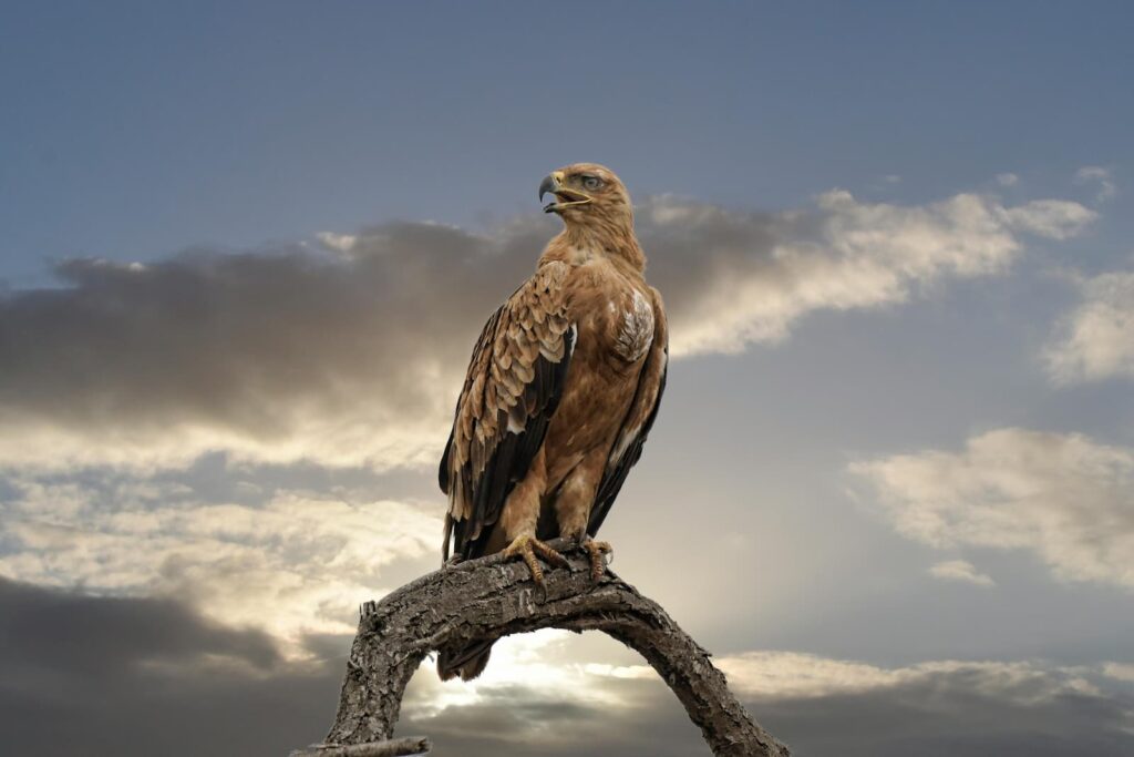 A brown hawk perched on a tree branch