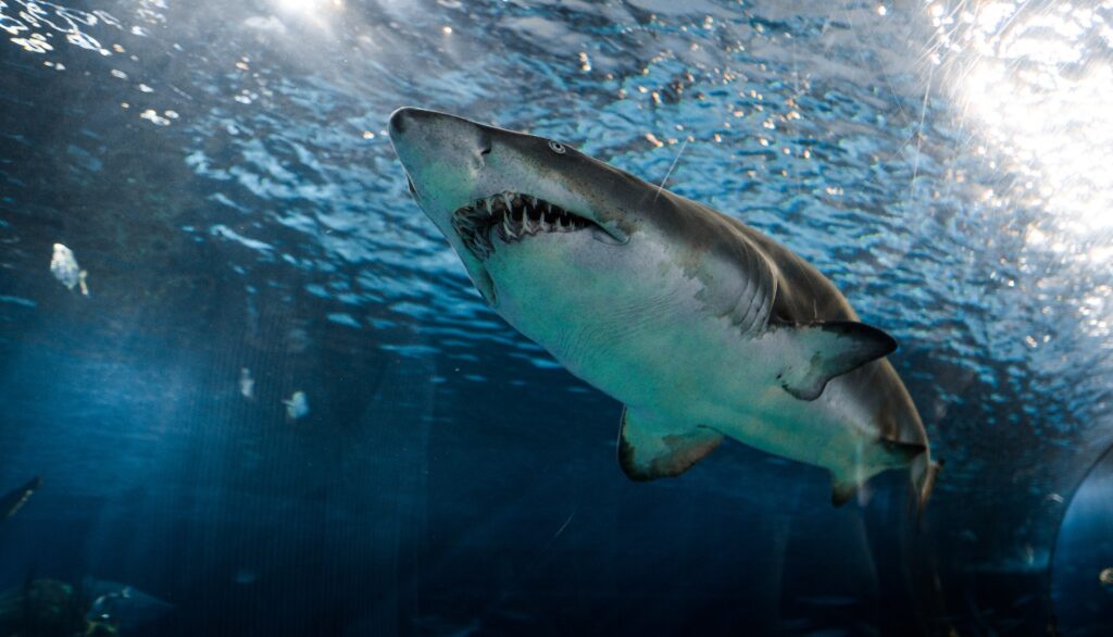 A dangerous shark swimming in the sea