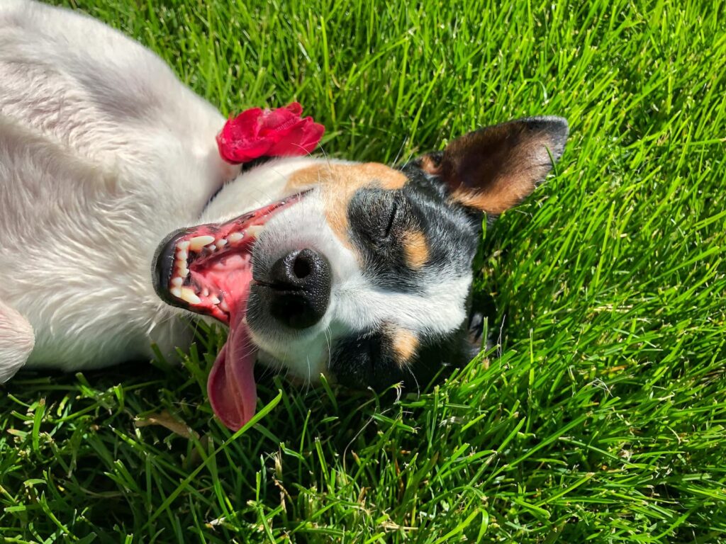 A smiling dog laying outdoors on grass