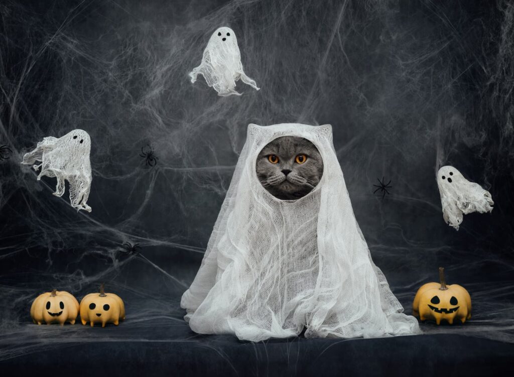 A gray cat dressed in a Halloween ghost costume and standing near small pumpkins