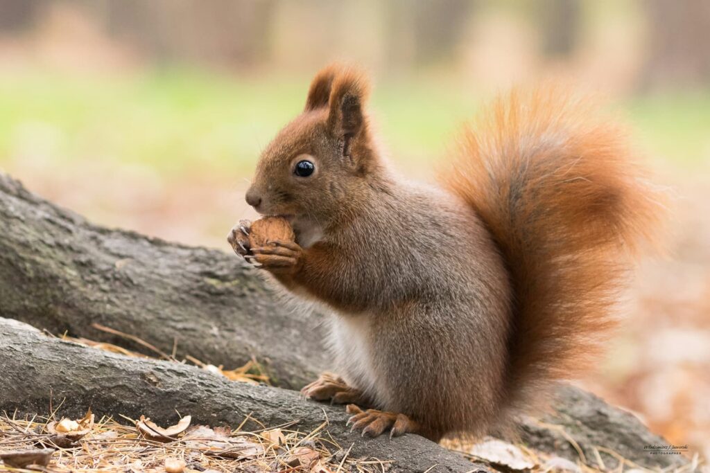 A squirrel eating a nut