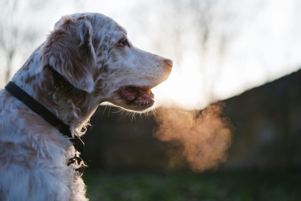 A white dog on a crisp autumn day