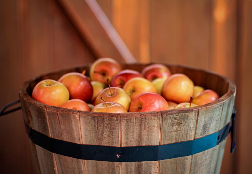 A barrel of apples harvested in the fall