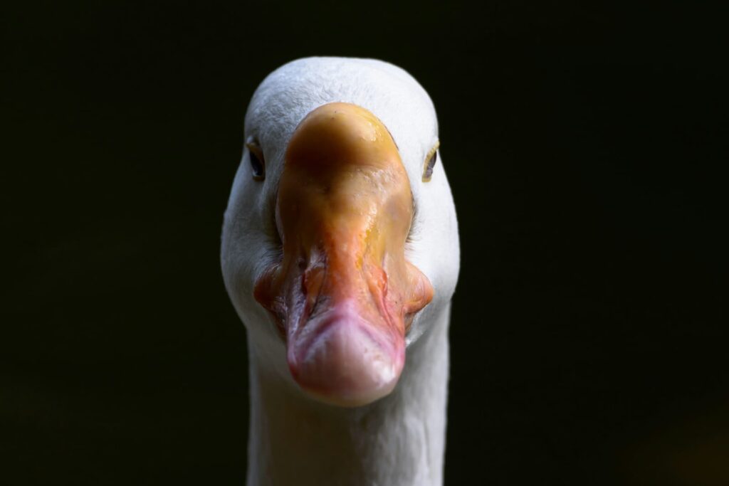 A goose against a black background
